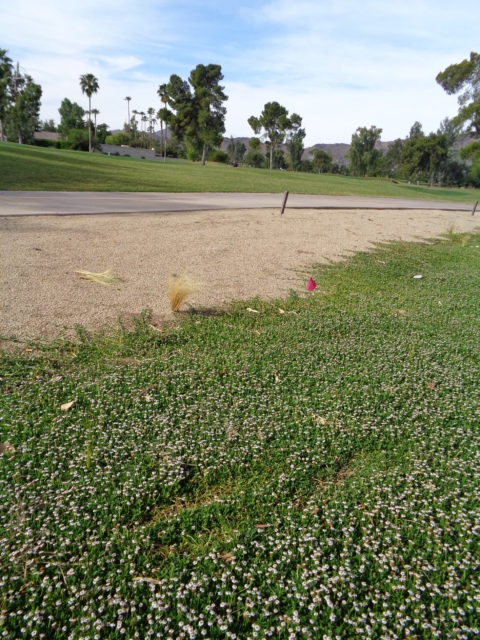 UniversityofArizona-DSC00031