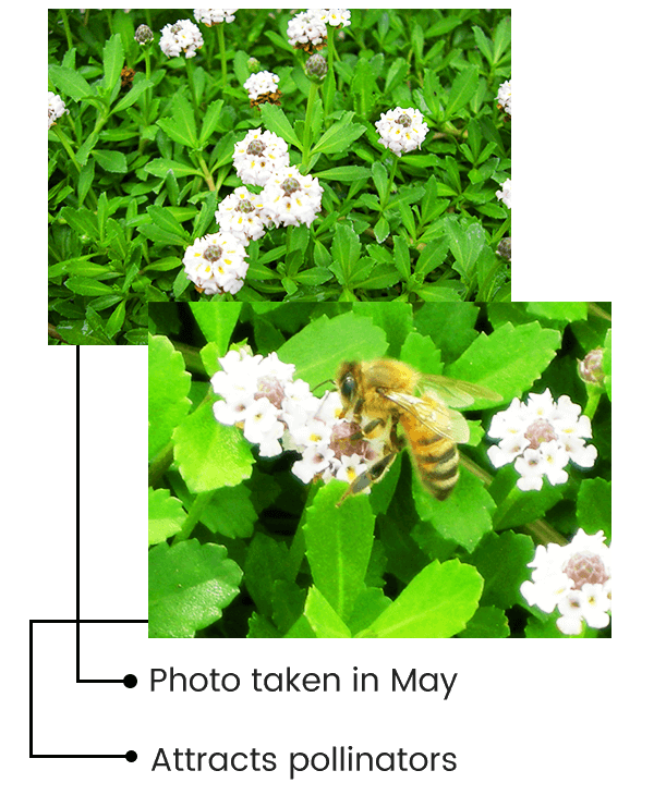 Long flowering season