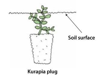 Kurapia Plug