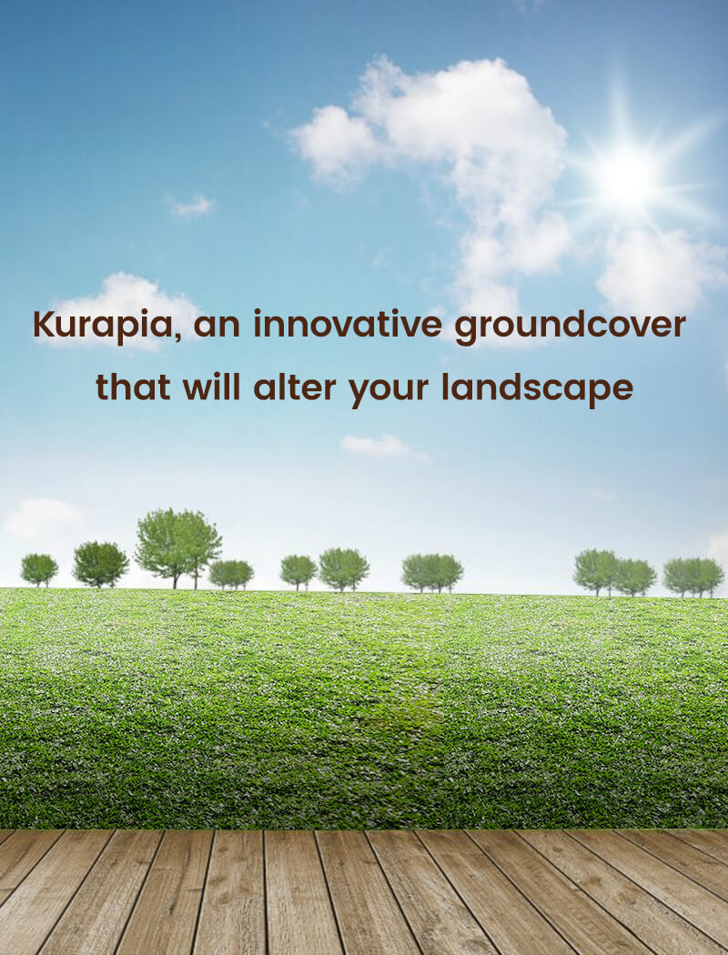 Kurapia, an innovative groundcover that will alter your landscape