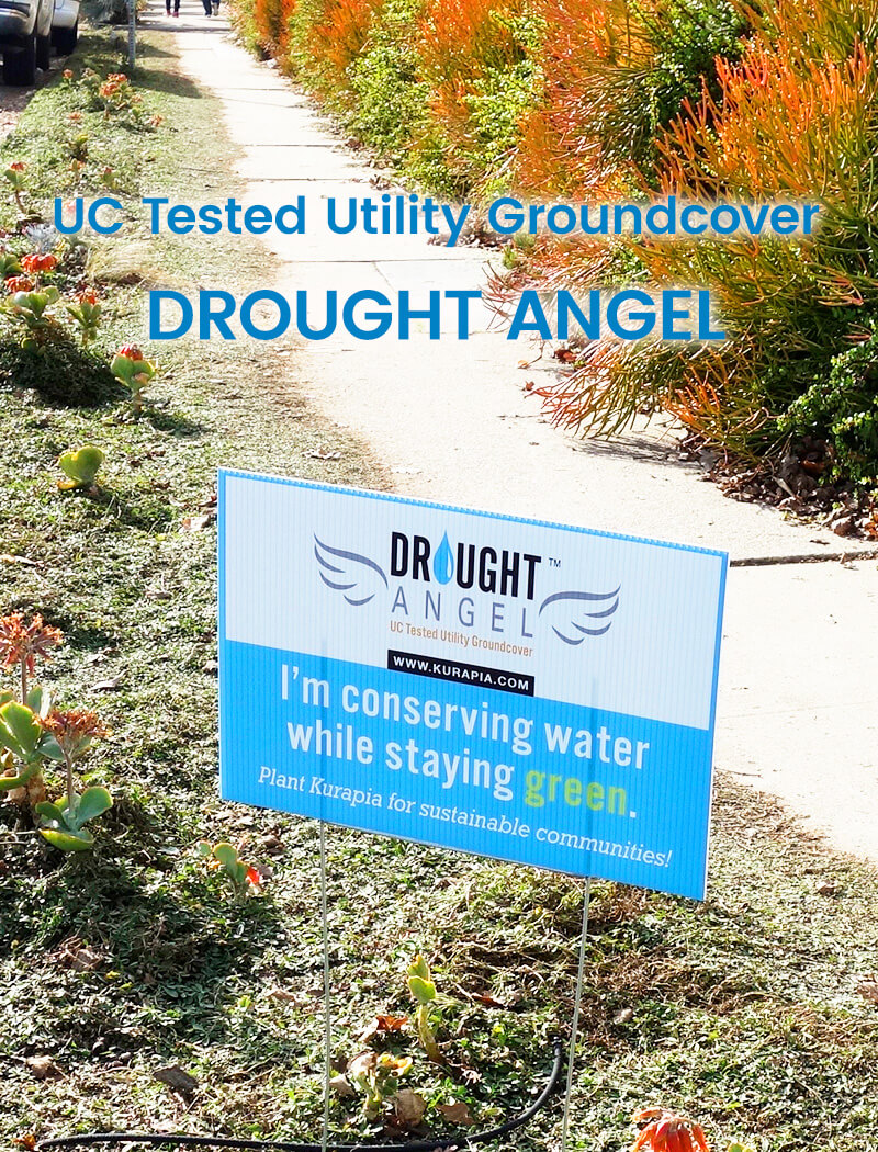 UC Tested Utility Groundcover DROUGHT ANGEL