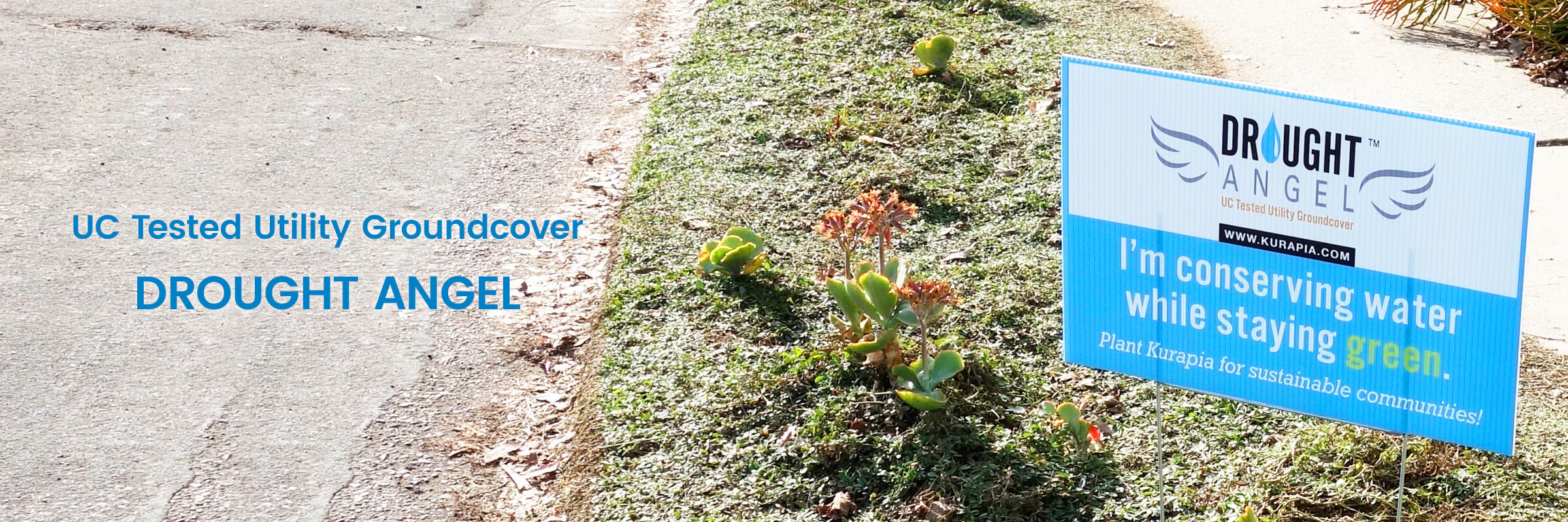UC Tested Utility Groundcover DROUGHT ANGEL