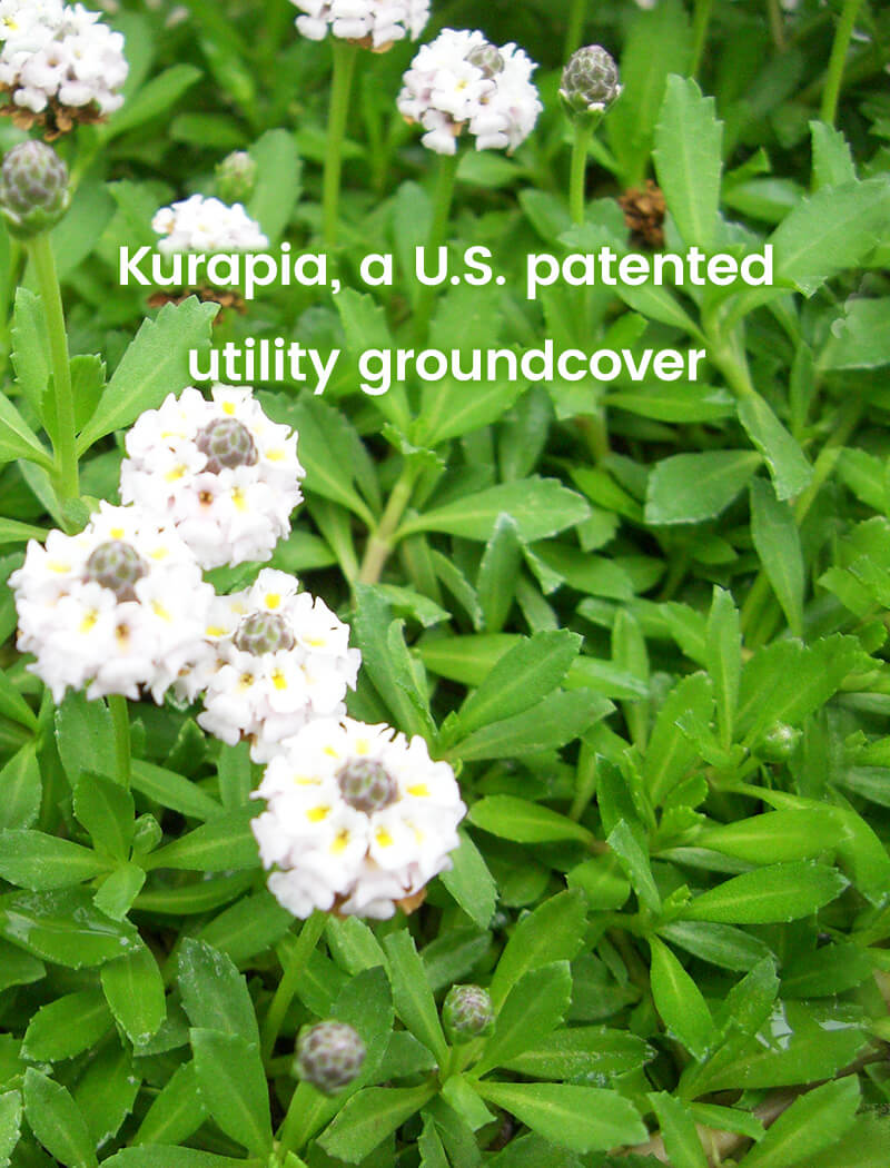 Kurapia, a U.S. patented utility groundcover