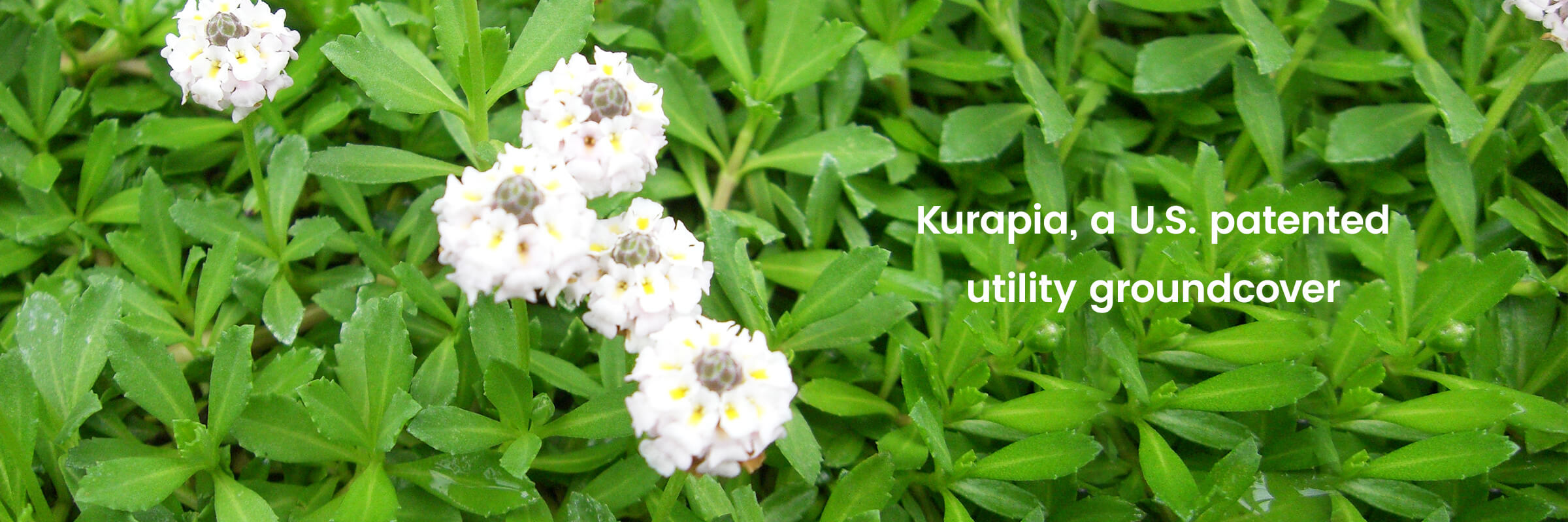 Kurapia, a U.S. patented utility groundcover