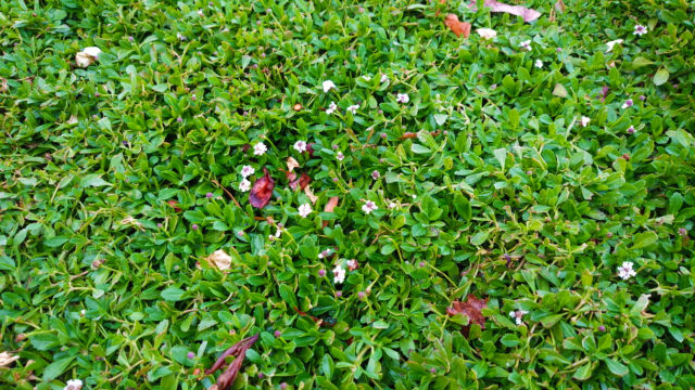 Kurapia_flowering
